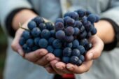 В Ростовской области стартовали весенние работы в виноградниках