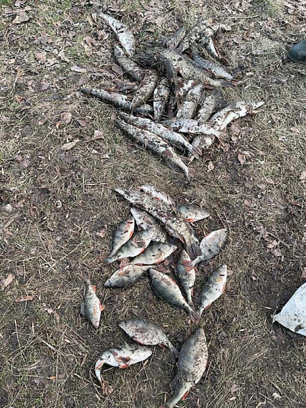 За незаконный вылов рыбы в природном парке двум жителям Дона грозит до 5 лет тюрьмы