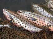 Изъято 10 тонн рыбы: в Ростовской области полицейские пресекли деятельность по незаконной добыче и реализации немаркированной рыбной продукции