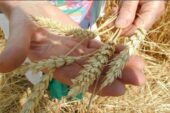 На Дону осудили мошенника, который обманул фермера на 160 тонн пшеницы