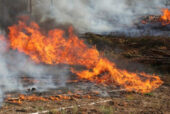 В Ростовской области начали штрафовать за выжигание сухой растительности