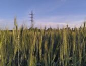 В Ростовской области ожидаются аномальная жара и усиление ветра