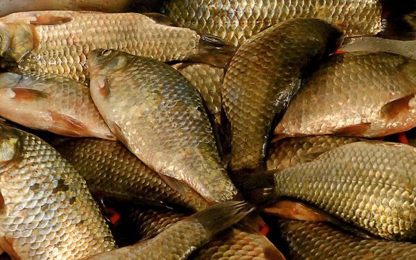 Безработного, учителя и студента осудили на два года за ловлю рыбы в Цимлянском водохранилище