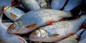 В трех рыбоводных хозяйствах Ростовской области выявили инвазионные болезни рыб