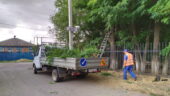 Коммунальщики завершили обрезку деревьев, закрывавших дорожные знаки