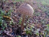 В Ростовской области зафиксировали два случая отравления дикорастущими грибами
