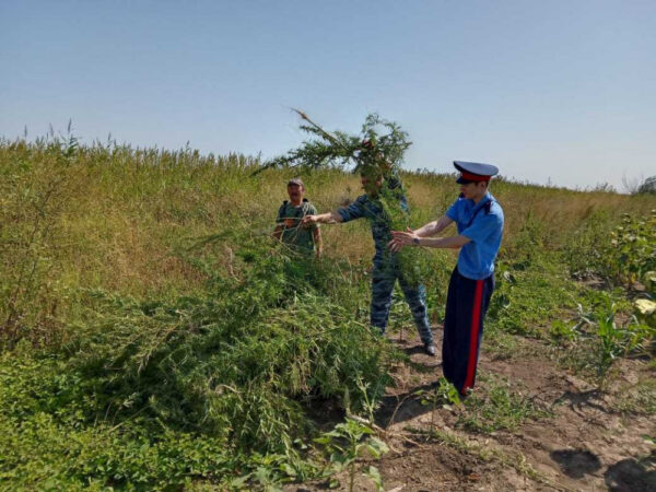 В Волгодонске за сезон уничтожено свыше тысячи кустов дикорастущей конопли