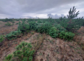 В Ростовской области «черные лесорубы» спилили почти 300 сосен