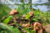 В Ростовской области грибами отравились несколько человек