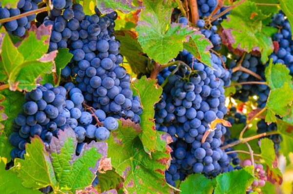 В Цимлянске под жилую застройку продают земли бывшего НИИ виноградорства