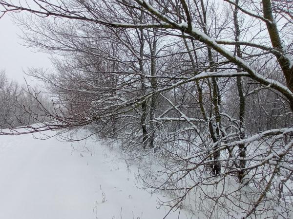 В Ростовской области ожидается мокрый снег и сильный ветер