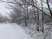 В Ростовской области с 6 по 10 февраля прогнозируются снег и ветреная погода