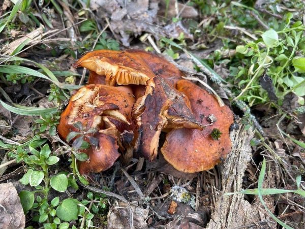 В Волгодонске женщина умерла, отравившись консервированными грибами