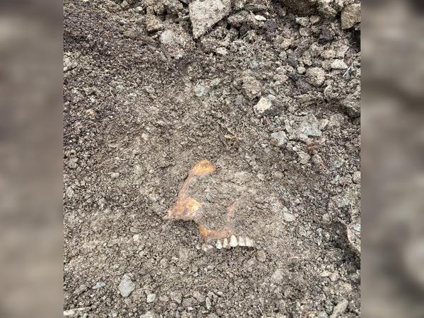 В Ростовской области поисковики обнаружили останки пятерых красноармейцев