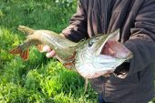 В донских реках временно запретят ловить рыбу в период нереста
