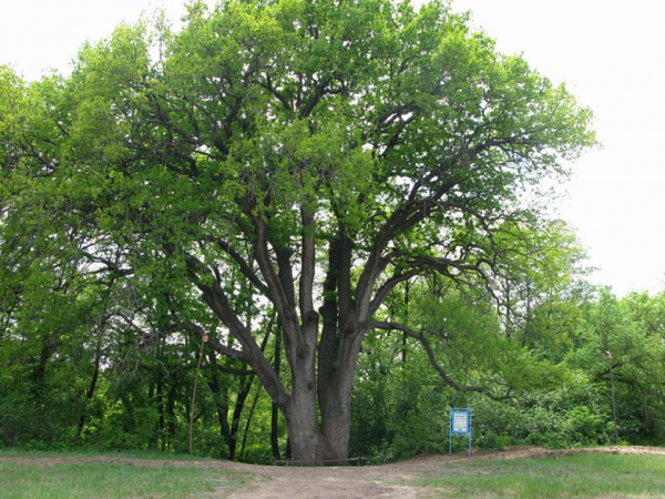 Дуб-великан из Ростовской области претендует на звание главного дерева России 