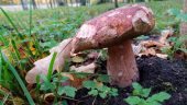 В Ростовской области за сбор некоторых видов грибов начнут сажать в тюрьму на 4 года