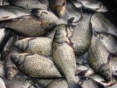 За два месяца в Ростовской области возбудили 380 уголовных дел за незаконный вылов рыбы