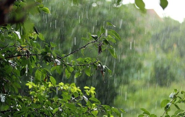 Дожди, грозы и сильный ветер ожидаются сегодня в Волгодонске