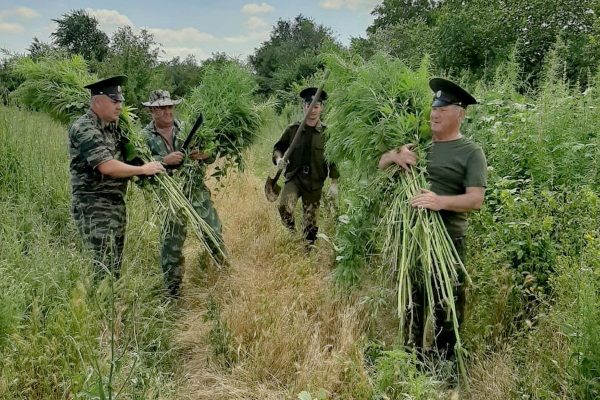 В ходе рейдов по борьбе с дикорастущей коноплей казаками уничтожено более 200 тысяч кустов наркосодержащих растений