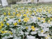 В Ростовской области объявили штормовое предупреждение о заморозках