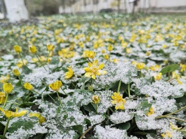 В Ростовской области ожидаются заморозки до –5 °С