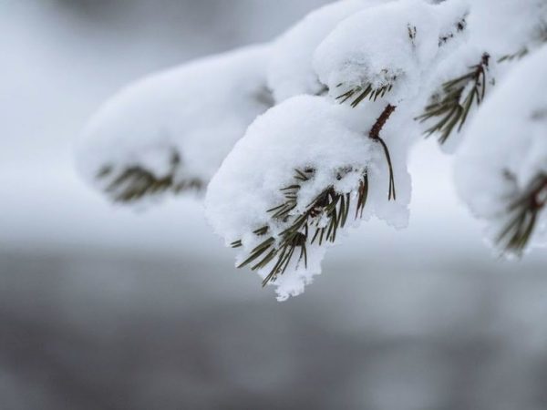 Синоптики рассказали, ждать ли в Ростовской области декабрьских снегопадов