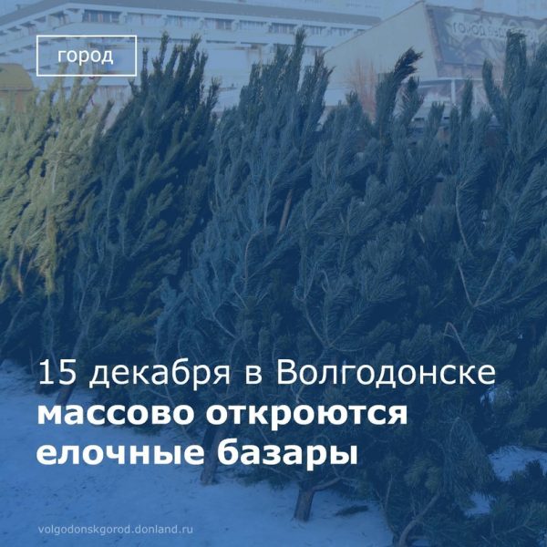 Елочные базары массово откроются в Волгодонске 15 декабря