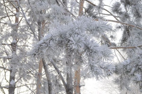 В Ростовской области в ближайшие дни спрогнозировали усиление морозов до –12 °С