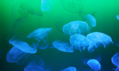 В России впервые применили коллаген из азовских медуз для выращивания клеток