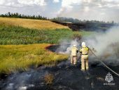 За неделю донские пожарные потушили более 100 ландшафтных пожаров